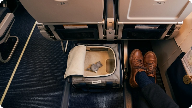 Airline Rules for Cat Travel Bags: What You Need to Know