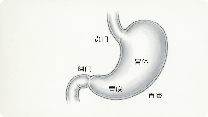The Stomach